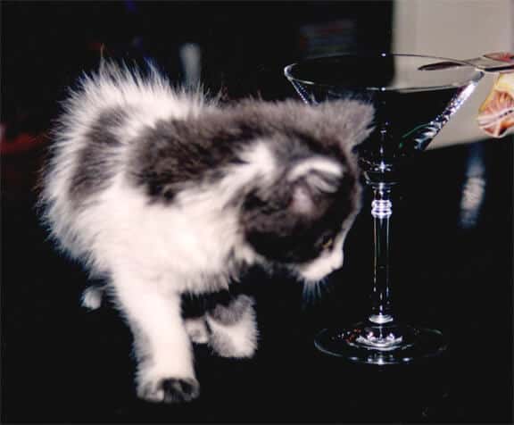 A fluffy black-and-white kitten curiously sniffs a martini glass placed on a reflective black surface.